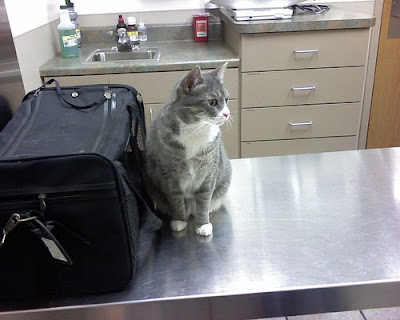 Cat at a Vet's Surgery