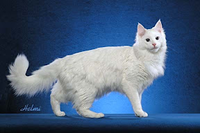 Turkish Angora Cat