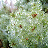 Dec. 13, 2007 ice & snow