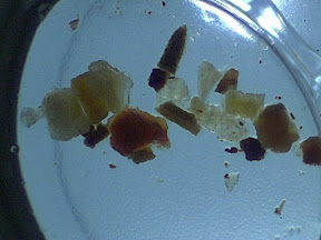 sea+oil+wa 2 10x.jpg