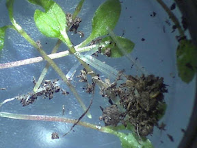 roots 10x.jpg