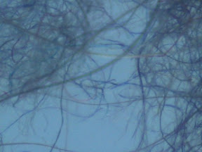 dryer lint 60x 3.jpg