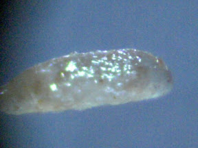 teatree object 200x 2.jpg