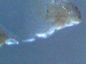 teatree object squashed dried 200x .jpg