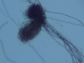fuzzball on sock 60x 3.jpg