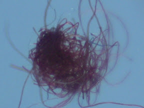 fuzzball red lambswool 60x bot.jpg