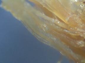 chicken skin 2 60x.jpg
