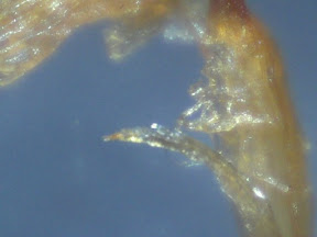 chicken skin 6 60x.jpg