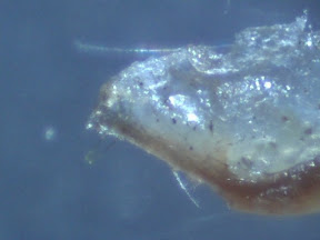bworm head 60x.jpg