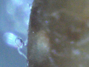 bworm small fiber 200x.jpg