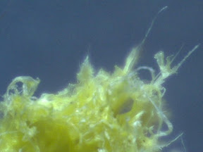 kitchen sponge yellow 60x.jpg