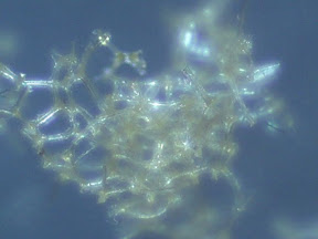 sponge speck top 2 60x.jpg