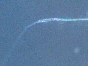 flourescent fiber 200x.jpg
