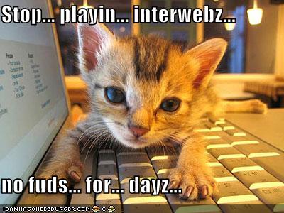 funny-pictures-kitten-laptop-hungry.jpg