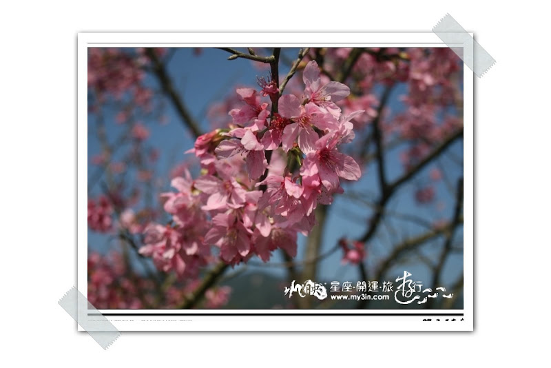 [旅遊]星座‧開運‧旅遊行(11):土象&shy;&shy;&shy;星座_苗栗南莊賞花遊02
