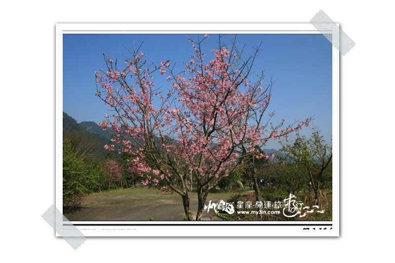 [旅遊]星座‧開運‧旅遊行(11):土象&shy;&shy;&shy;星座_苗栗南莊賞花遊03