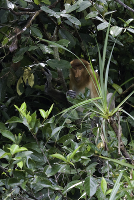 Orangutan-1-3.jpg