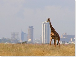 Giraffe_nairobi_natl_park