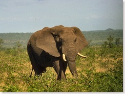 Elephant-02