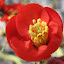 Flowering quince
