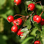 Hawthorn
