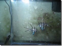 2007 Dec 23 004