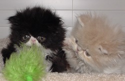  fluffy kitten picture