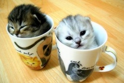 cats in cups