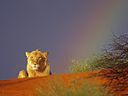 Young Lion Resting in the Kalahari Red Sand Dunes, Intu Africa Reserve, Namibia, Africa.jpg