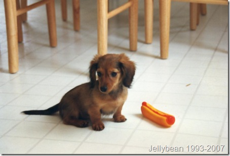 Miniature Long-Haired Dachshund Puppies with British Shorthair Red Tabby