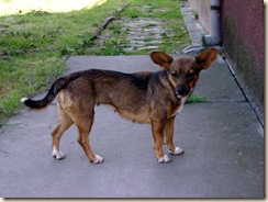 pyshco dog2007 003