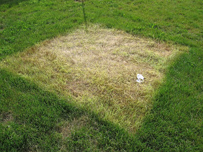 Dead grass under the tent