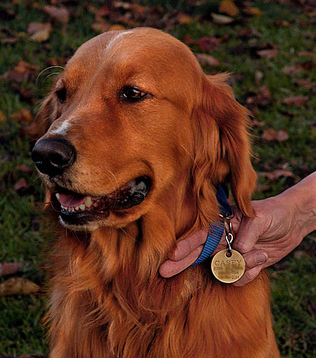 An ID tag can save your pet's life.