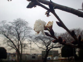 寒桜