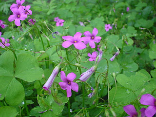 カタバミの花