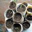 Romaine Lettuce 'Baby Romaine'
