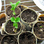 Pea 'Alderman'