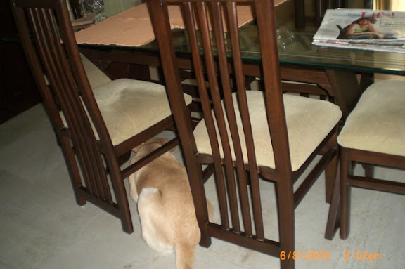 doggyintale