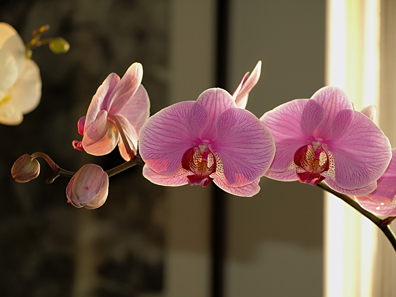 orchid_1_800.jpg