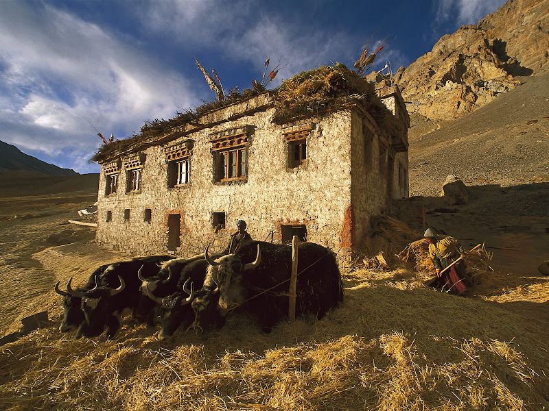 Beautiful wallpaper Threshing Barley, Photoskar Village, Ladakh, India.jpg WallpaperBeautiful -  http://henku.info