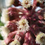Butterbur