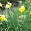Daffodil