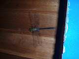 A huge dragonfly visited our outdoor shower room!
