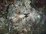 What is this? Some sort of Sea Slug we think.