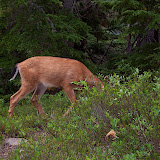 More deer at Boulder Lake