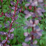 _DSC0035.JPG