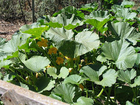 Italian squash going gonzo