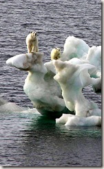 الدب القطبي و الجليد الذائب !