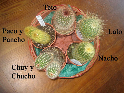 My cacti and their names