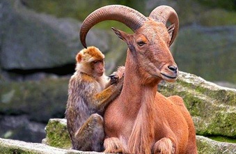 Monkey and Goat!